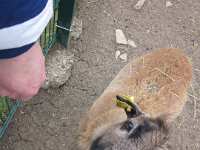 2014.03.15 - Possenlauf in Sondershausen-38